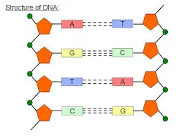 Exploring Chromosome Structure: From DNA to Chromatin A Great study 2024