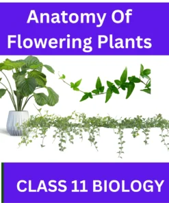 Anatomy Of Flowering Plants CLASS 11 BIOLOGY: A GREAT STUDY