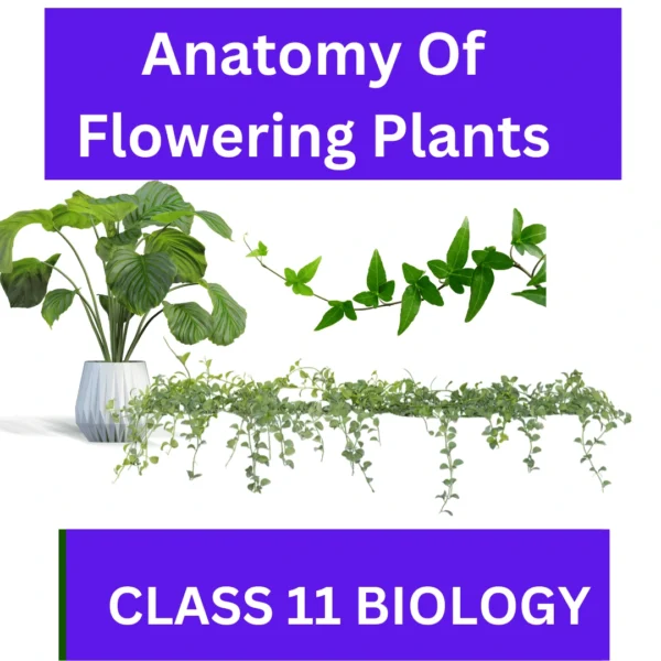 Anatomy Of Flowering Plants CLASS 11 BIOLOGY: A GREAT STUDY