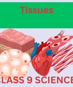 TISSUE CLASS 9: A GREAT LEARNING